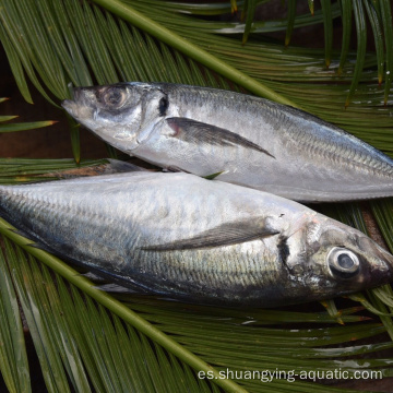 Macácea de pescado redondo entero congelado de alta calidad